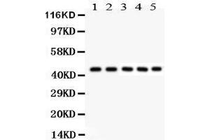 Anti- PIM1Picoband antibody, Western blotting All lanes: Anti PIM1  at 0. (PIM1 anticorps  (C-Term))