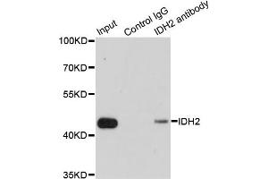 Immunoprecipitation analysis of 200ug extracts of MCF7 cells using 1ug IDH2 antibody. (IDH2 anticorps)