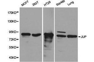 Western Blotting (WB) image for anti-Junction Plakoglobin (JUP) antibody (ABIN1873351) (JUP anticorps)
