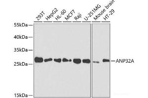 Western blot analysis of extracts of various cell lines using ANP32A Polyclonal Antibody at dilution of 1:1000. (PHAP1 anticorps)