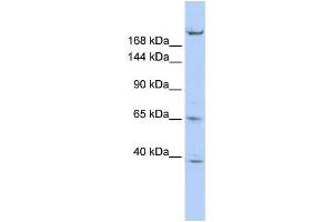 Western Blotting (WB) image for anti-Kinesin Family Member 13B (KIF13B) antibody (ABIN2458055) (KIF13B anticorps)