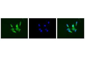 Immunofluorescence (IF) image for anti-CD40 (CD40) (Extracellular Domain) antibody (ABIN2451933) (CD40 anticorps  (Extracellular Domain))