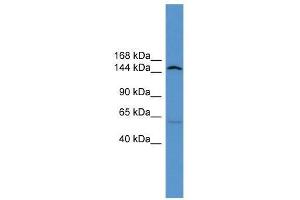 Atp10d antibody used at 0. (ATP10D anticorps  (Middle Region))