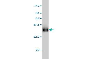 Western Blot detection against Immunogen (36.