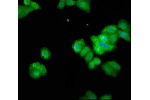 Immunofluorescence staining of HepG2 cells with ABIN7166179 at 1:100, counter-stained with DAPI. (THEMIS anticorps  (AA 547-641))