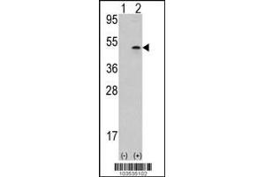 Western blot analysis of AURKB using rabbit polyclonal Aurora-B (ARK/STK12) Antibody using 293 cell lysates (2 ug/lane) either nontransfected (Lane 1) or transiently transfected with the AURKB gene (Lane 2).