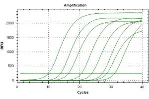 Polymerase Chain Reaction (PCR) image for Vascular Endothelial Growth Factor (VEGF) IQ-ELISA Kit (ABIN5680029)