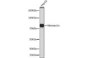 Western blot analysis of extracts of HepG2 cells, using Vitronectin Rabbit mAb (ABIN7271334) at 1:1000 dilution. (Vitronectin anticorps)
