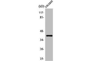 Western Blot analysis of COLO205 cells using Olfactory receptor 10D4 Polyclonal Antibody (OR1D4 anticorps  (Internal Region))