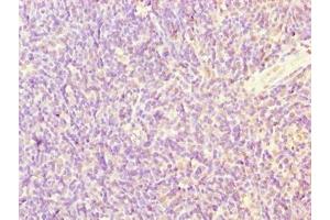 Immunohistochemistry of paraffin-embedded human thymus tissue using ABIN7169591 at dilution of 1:100 (Sideroflexin 4 anticorps  (AA 2-110))