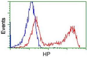 HEK293T cells transfected with either RC223612 overexpress plasmid (Red) or empty vector control plasmid (Blue) were immunostained by anti-HP antibody (ABIN2453134), and then analyzed by flow cytometry. (Haptoglobin anticorps)