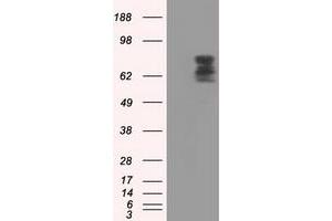 Image no. 1 for anti-phosphodiesterase 4A, CAMP-Specific (PDE4A) antibody (ABIN1500087) (PDE4A anticorps)