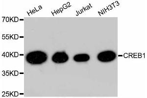 Western blot analysis of extracts of various cell lines, using CREB1 antibody (ABIN5996963). (CREB1 anticorps)
