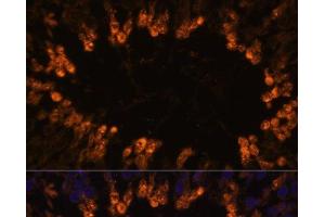 Immunofluorescence analysis of Rat testis using OXCT2 Polyclonal Antibody at dilution of 1:100. (OXCT2 anticorps)