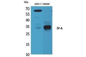 Western Blot (WB) analysis of 22RV-1, SW480 cells using SP-A Polyclonal Antibody. (Surfactant Protein A1 anticorps  (Internal Region))