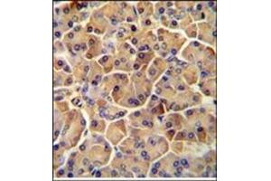 Immunohistochemistry analysis in Formalin Fixed, Paraffin Embedded Human pancreas tissue stained with SEL1L antibody (Center) followed by peroxidase conjugation of the secondary antibody and DAB staining.