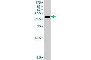Western Blot detection against Immunogen (34.