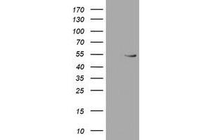 RUVBL2 anticorps  (AA 113-370)