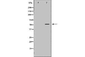 Western blot analysis of extracts of THP-1, using TPH1 antibody. (Tryptophan Hydroxylase 1 anticorps  (Internal Region))