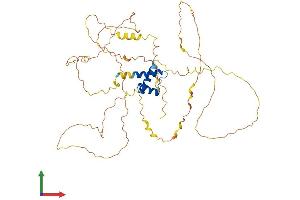 AlphaFold protein structure predicition of Human Recombinant IRX5 Protein, UniprotID P78411