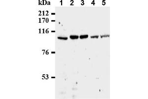 Western Blotting (WB) image for anti-Cell Division Cycle 27 Homolog (S. Cerevisiae) (CDC27) (AA 814-823), (C-Term) antibody (ABIN492595) (CDC27 anticorps  (C-Term))