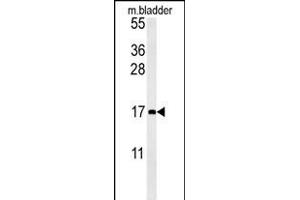 CCL4 Antibody (Center) (ABIN654131 and ABIN2850474) western blot analysis in mouse bladder tissue lysates (15 μg/lane).