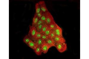 IF analysis of BRD2 and Tubulin beta using anti-BRD2 antibody (ABIN7599091) and anti-Tubulin beta antibody (ABIN7602744). (BRD2 anticorps  (AA 1-214))