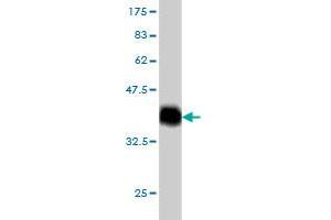 Western Blot detection against Immunogen (35.