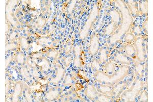 ABIN6264924 and ABIN6279466 at 1/100 staining Rat kidney tissue by IHC-P.