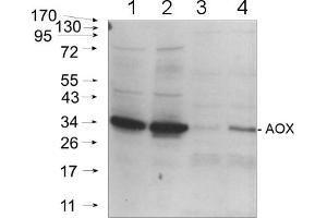 20ug of total protein from (2) Arabidopsis thaliana mitochondria and leafs of (1)Arabidopsis thaliana and cold-stressed (3) Solanum tuberosum and (4) Pisumsativum were separated on 4-12% NuPage (Invitrogen) and blotted onnitrocellulose. (AOX1/AOX2 anticorps  (C-Term))