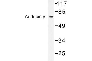 Image no. 1 for anti-Adducin 3 (Gamma) (ADD3) antibody (ABIN272287)