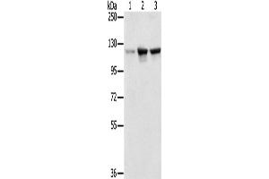 Western Blotting (WB) image for anti-N-Acetyltransferase 10 (GCN5-Related) (NAT10) antibody (ABIN2430501) (NAT10 anticorps)