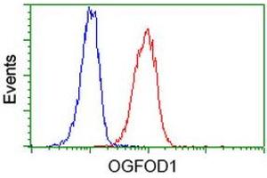 Image no. 3 for anti-2-Oxoglutarate and Iron-Dependent Oxygenase Domain Containing 1 (OGFOD1) antibody (ABIN1499912) (OGFOD1 anticorps)