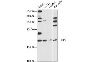 Western blot analysis of extracts of various cell lines, using JDP2 antibody (ABIN7268053) at 1:1000 dilution. (JDP2 anticorps  (AA 1-174))