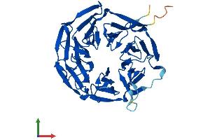 AlphaFold protein structure predicition of Human Recombinant KLHDC8B Protein, UniprotID Q8IXV7