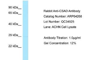 Western Blotting (WB) image for anti-Cysteine Sulfinic Acid Decarboxylase (CSAD) (C-Term) antibody (ABIN2789783) (CSAD anticorps  (C-Term))
