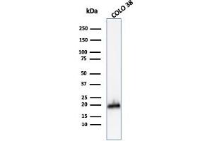 Western Blot Analysis of COLO-38 cell lysate using MART-1 Rabbit Polyclonal Antibody.