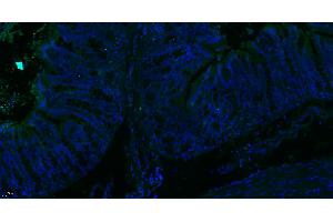 Paraformaldehyde-fixed, paraffin embedded Rat colon; Antigen retrieval by boiling in sodium citrate buffer (pH6.