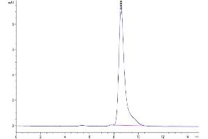 The purity of Human M-CSF is greater than 95 % as determined by SEC-HPLC.