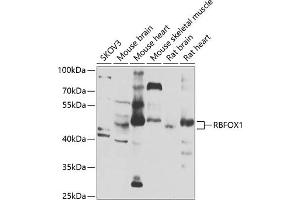 Western blot analysis of extracts of various cell lines, using RBFOX1 antibody (ABIN6130888, ABIN6146754, ABIN6146755 and ABIN6223777) at 1:1000 dilution. (A2BP1 anticorps  (AA 1-130))