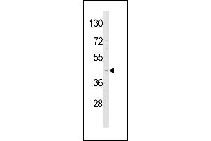 Western blot analysis of ADIPOR1 Antibody (C-term) (ABIN652574 and ABIN2842386) in Y79 cell line lysates (35 μg/lane). (Adiponectin Receptor 1 anticorps  (C-Term))