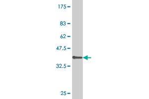 Western Blot detection against Immunogen (36.