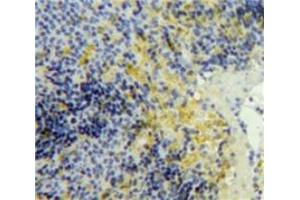 IHC-P analysis of Spleen tissue, with DAB staining. (PF4 anticorps  (AA 25-105))