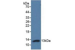 Detection of Recombinant Adropin, Human using Polyclonal Antibody to Adropin (AD) (ENHO anticorps  (AA 34-76))