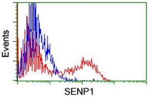 Image no. 2 for anti-SUMO1/sentrin Specific Peptidase 1 (SENP1) (AA 221-460) antibody (ABIN1491227) (SENP1 anticorps  (AA 221-460))