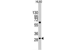 Western blot analysis of LIN28B polyclonal antibody  in HL-60 cell line lysates (35 ug/lane). (LIN28B anticorps  (N-Term))