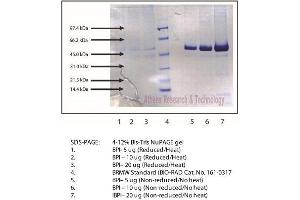 Gel Scan of Bacterial/Permeability-Increasing Protein, Human Neutrophil  (BPI, CAP57)  This information is representative of the product ART prepares, but is not lot specific. (BPI Protéine)