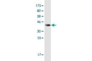 Western Blot detection against Immunogen (38.