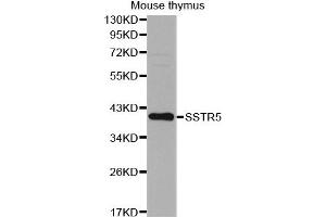 Western Blotting (WB) image for anti-Somatostatin Receptor 5 (SSTR5) antibody (ABIN1874955) (SSTR5 anticorps)