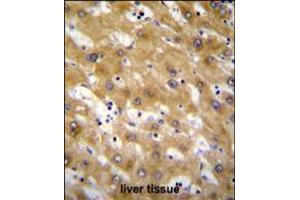 CLEC12B Antibody immunohistochemistry analysis in formalin fixed and paraffin embedded human liver tissue followed by peroxidase conjugation of the secondary antibody and DAB staining.